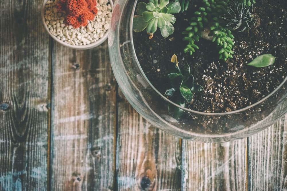 plants in terrarium