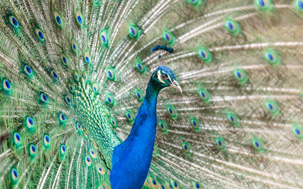 depth photography of blue and green peacock