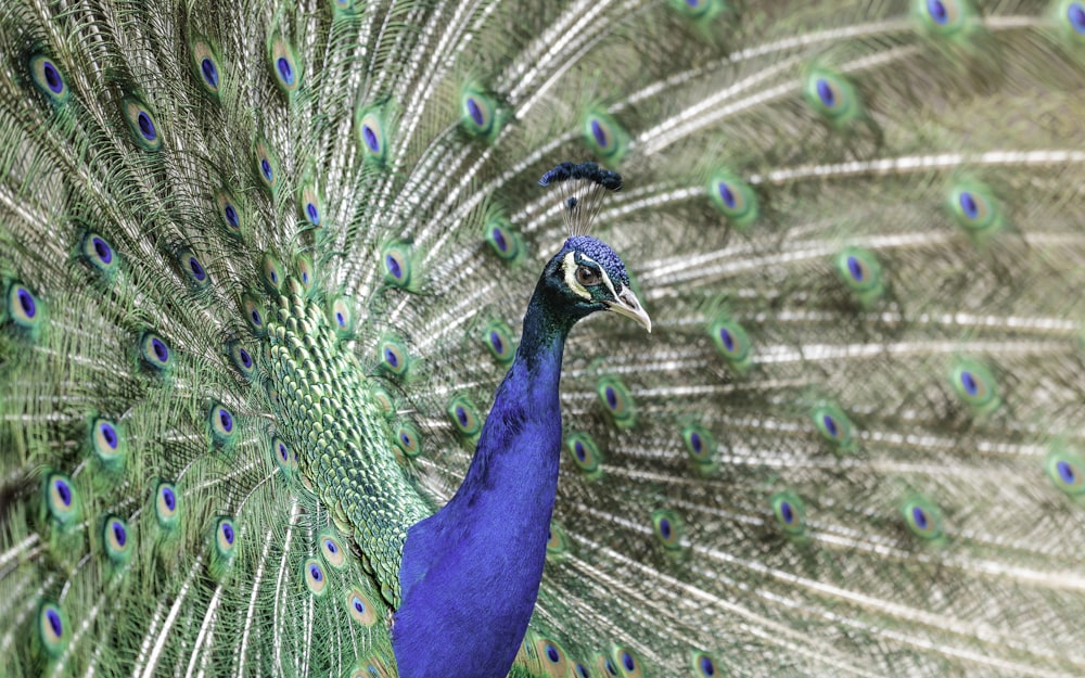 depth photography of blue and green peacock