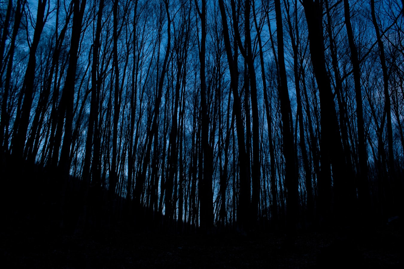 scary tall and thin black trees in blue background