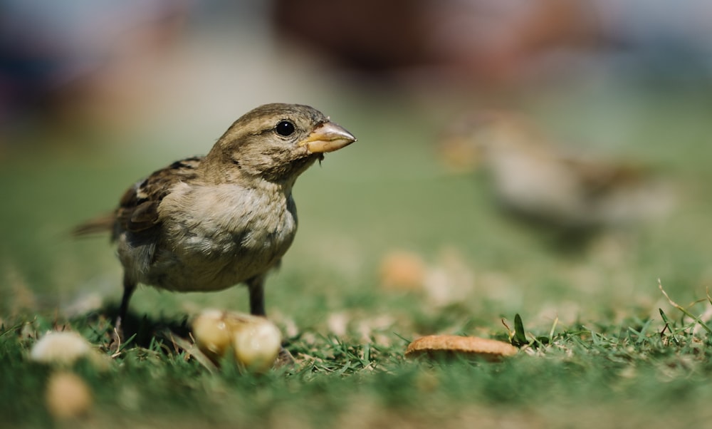 Nahaufnahme eines braunen Vogels auf grünem Gras