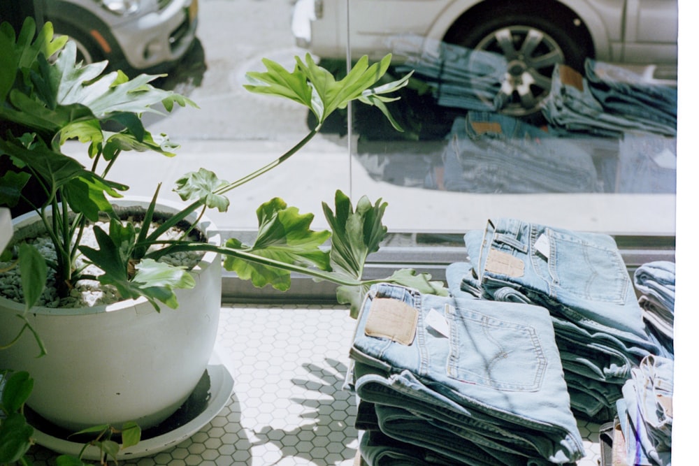 green leafed plant in white pot beside blue denim bottoms on table beside glass panel window