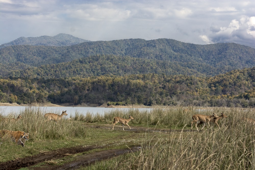 tiger and herd of deer running