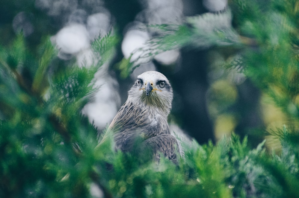 Fotografía de enfoque superficial del águila calva