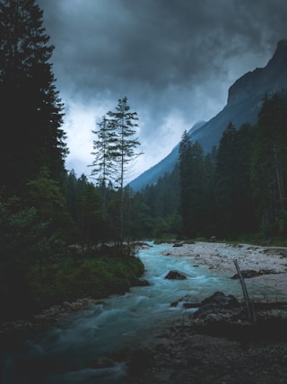 flowing river between tall trees