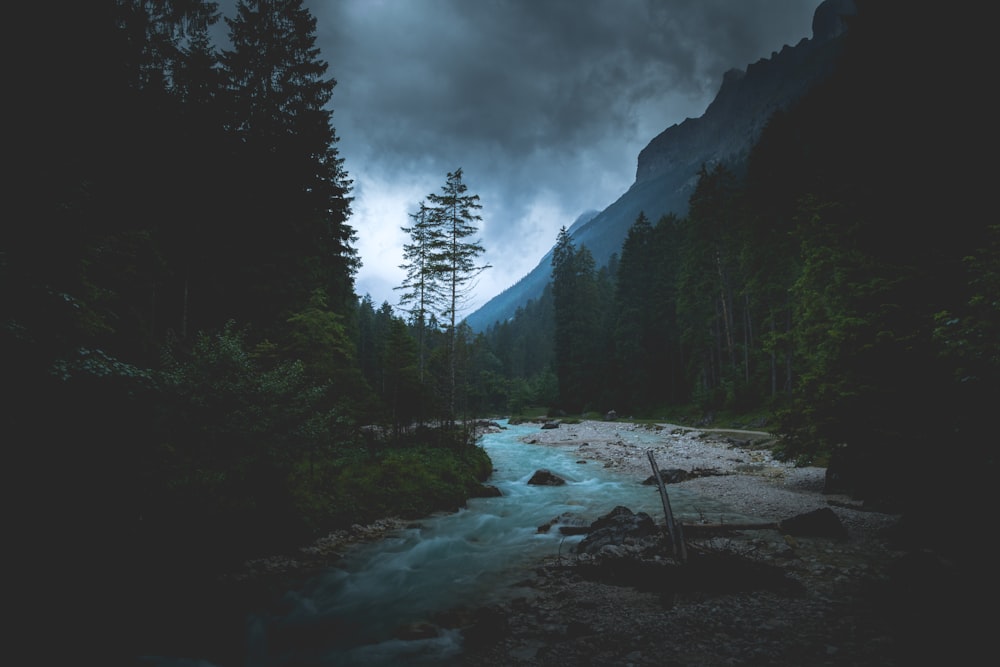 flowing river between tall trees