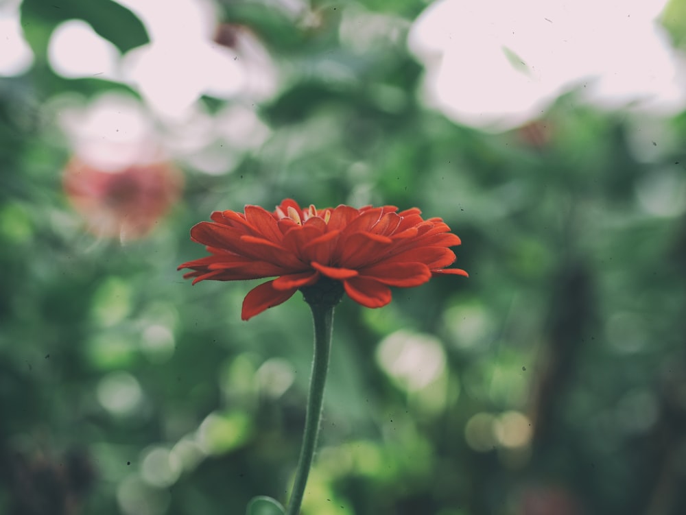 Fotografia de foco raso de flor vermelha