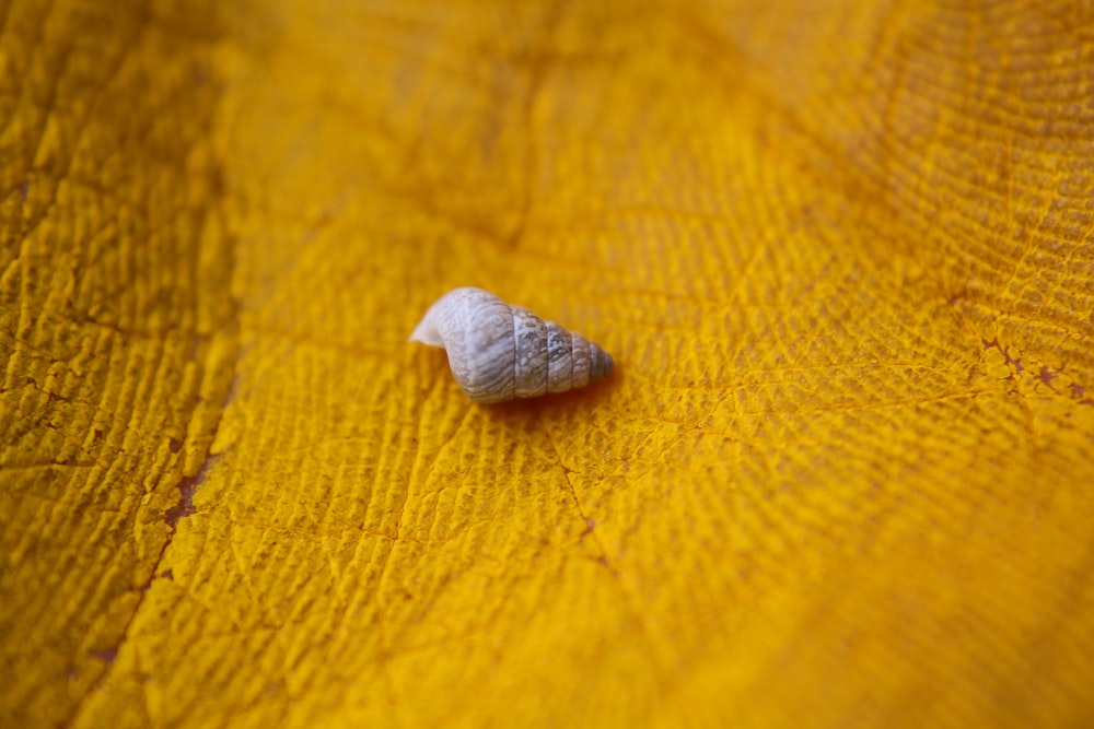 노란색 표면에 달팽이의 매크로 사진