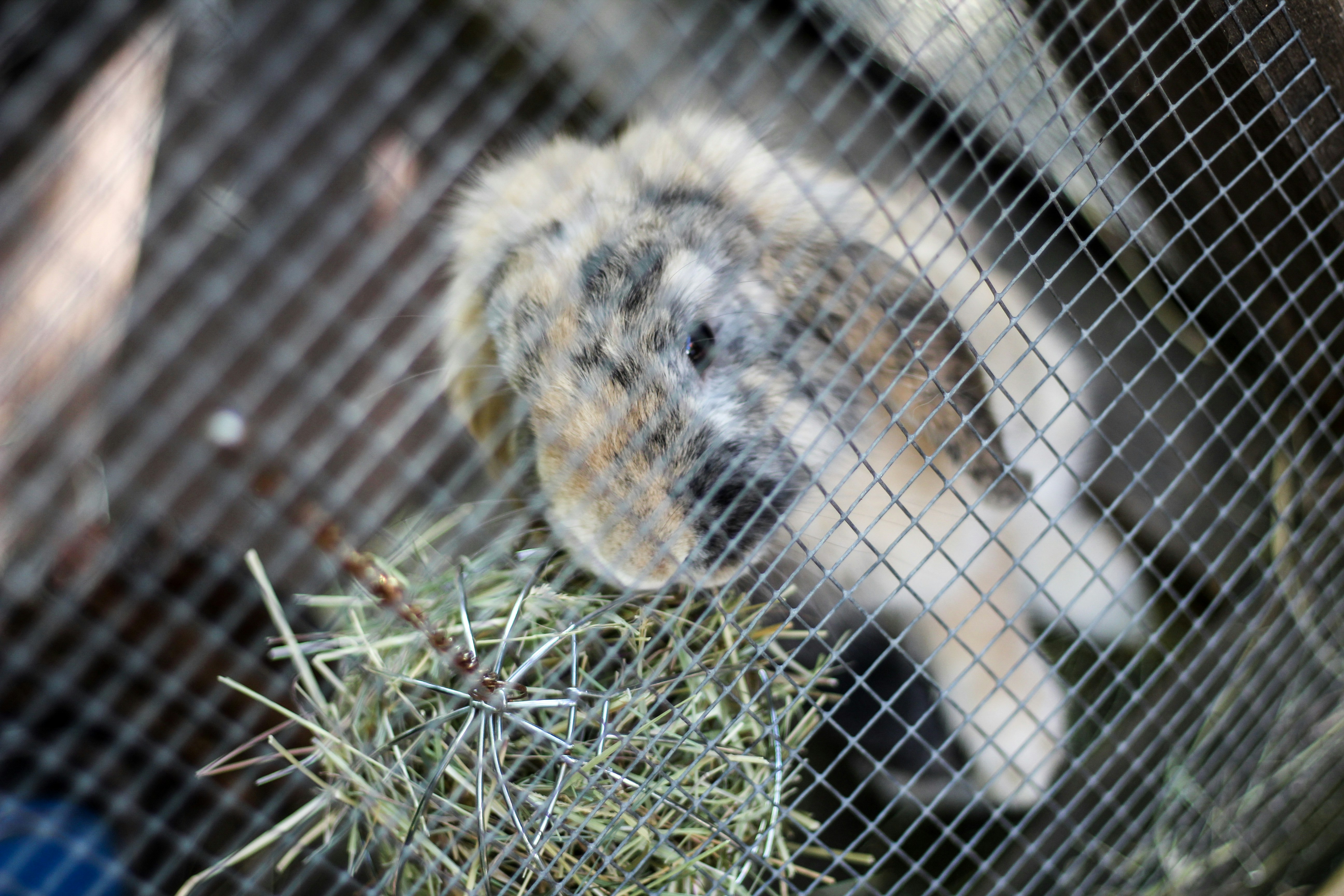 Free Unsplash photo from Igor Jilesen