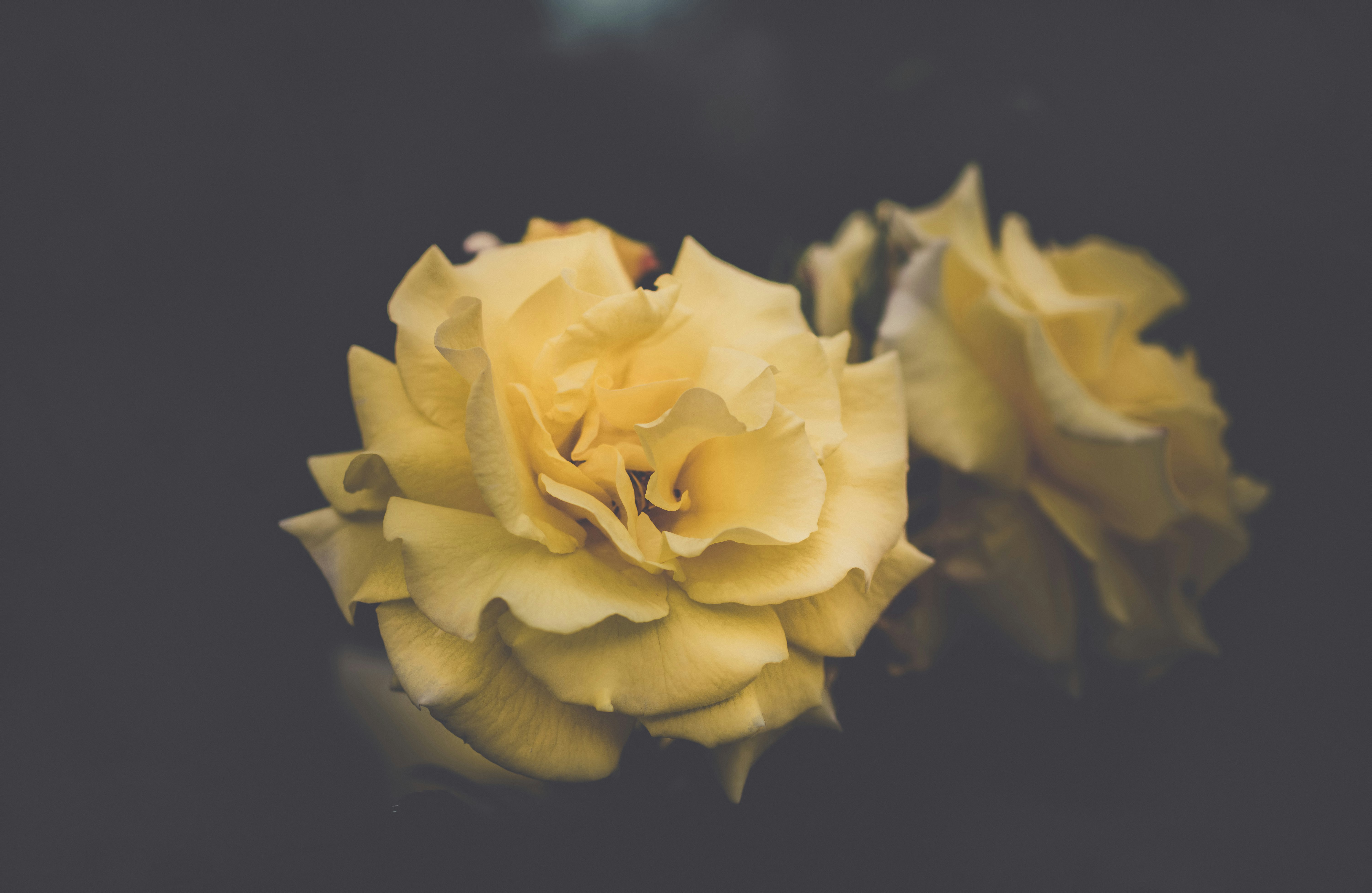 yellow petaled flowers