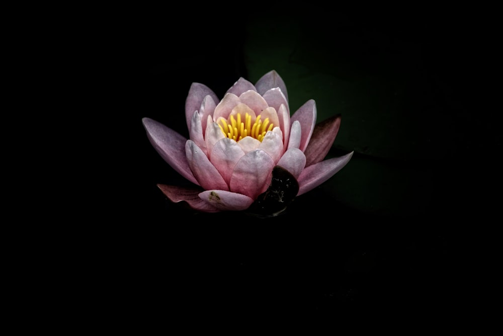 pink lotus photography