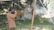 A person is aiming a shotgun outdoors in a wooded area, with smoke visible around the barrel. The shooter is wearing ear protection and a beige jacket. The background is filled with trees and greenery.
