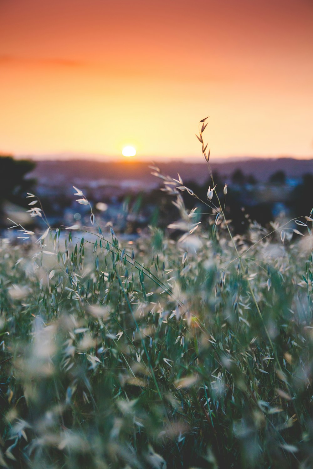 Selektiver Fokus weißer Blüten