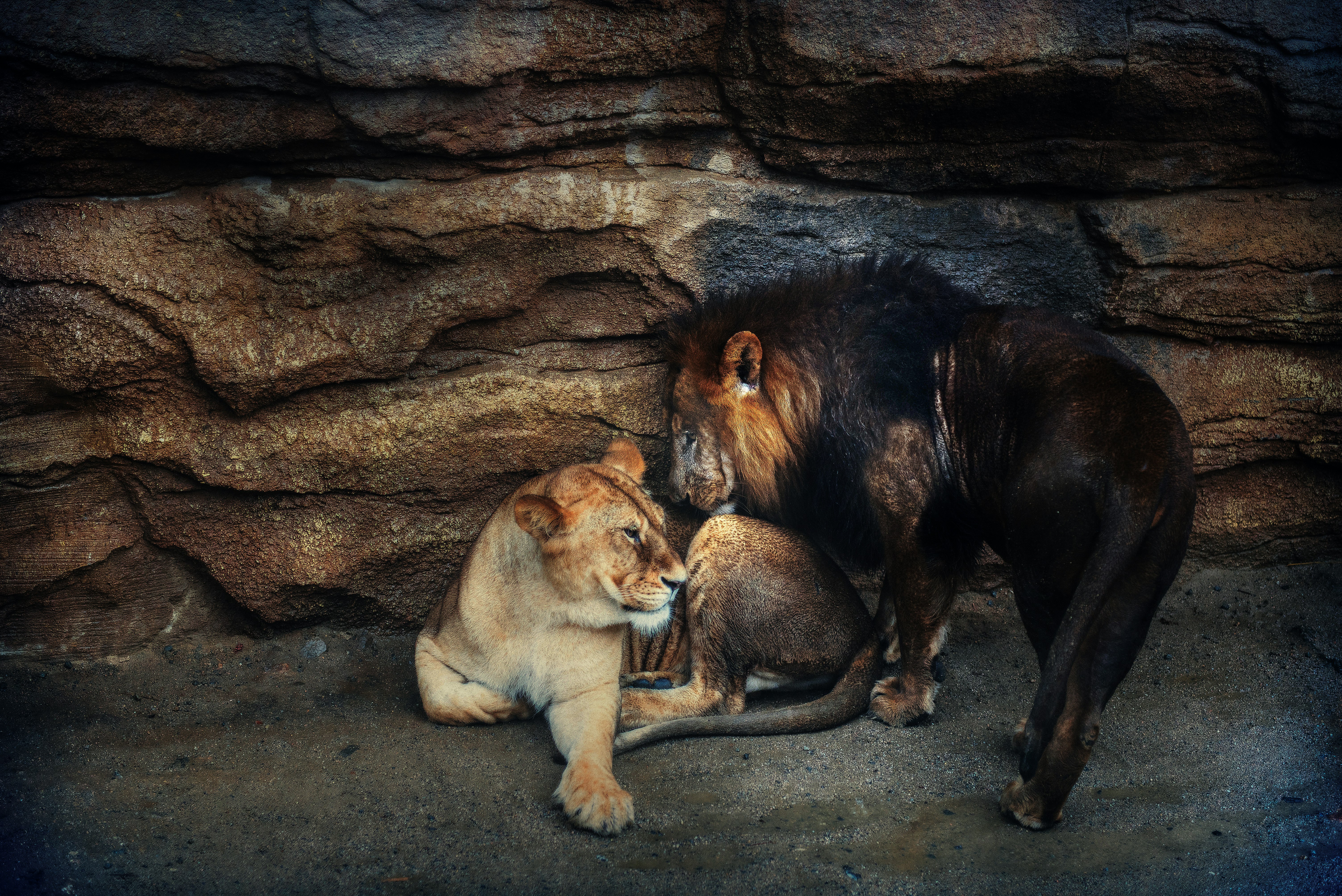 two lion and lioness near rock formation