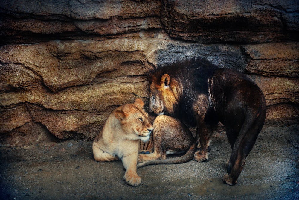 deux lions et une lionne près d’une formation rocheuse