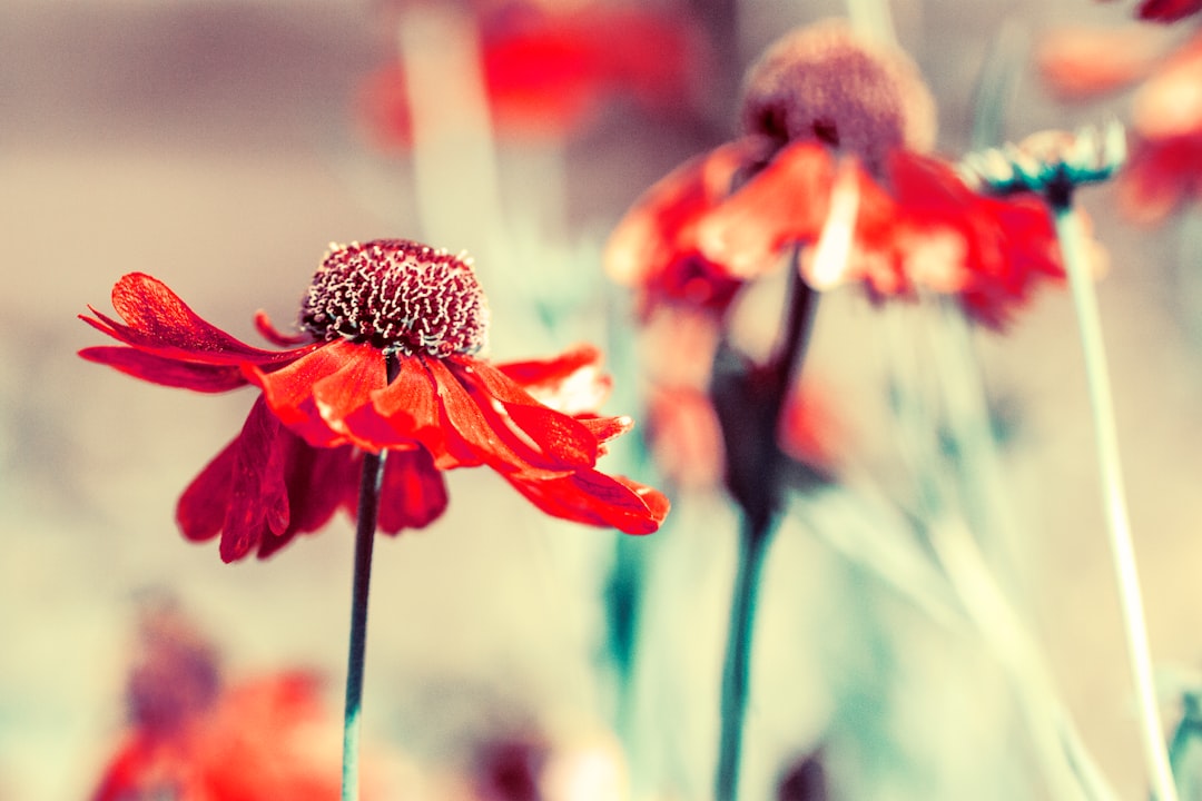 shallow focus photo of red flowers