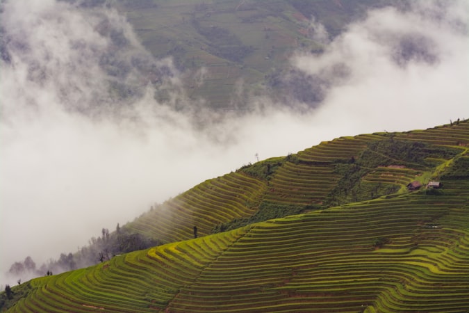 Vietnamese rice field landscape — the biodiversity that powers V-beauty ingredients