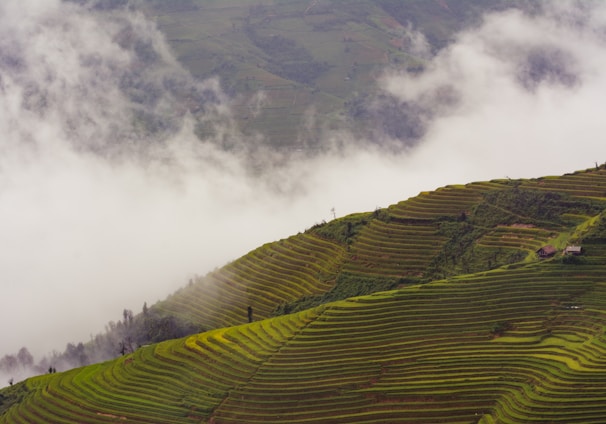 landscape of photography rice field