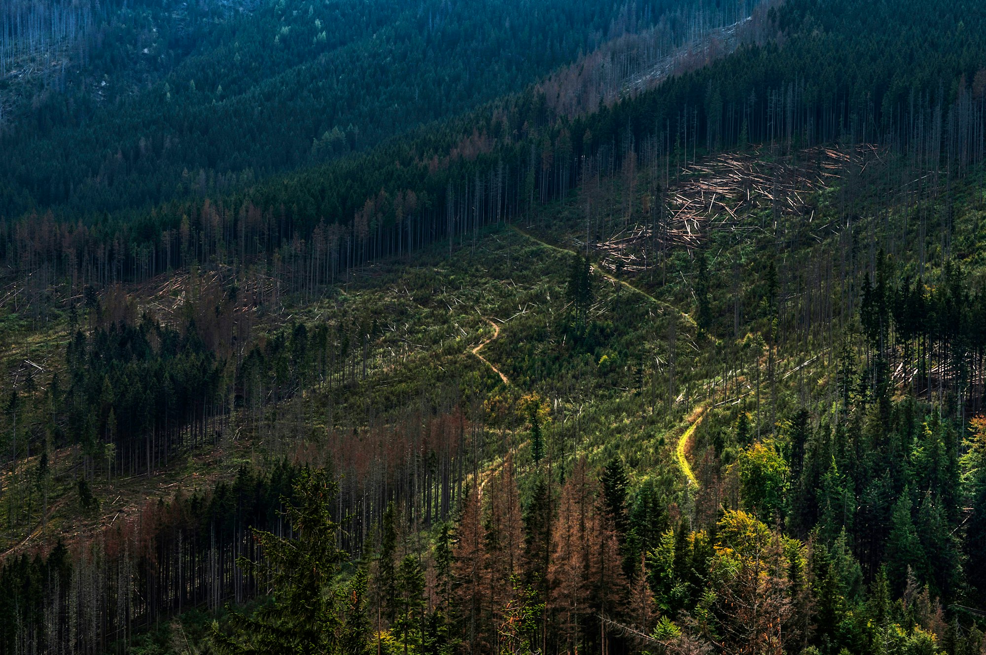 Forest in the Polish mountains