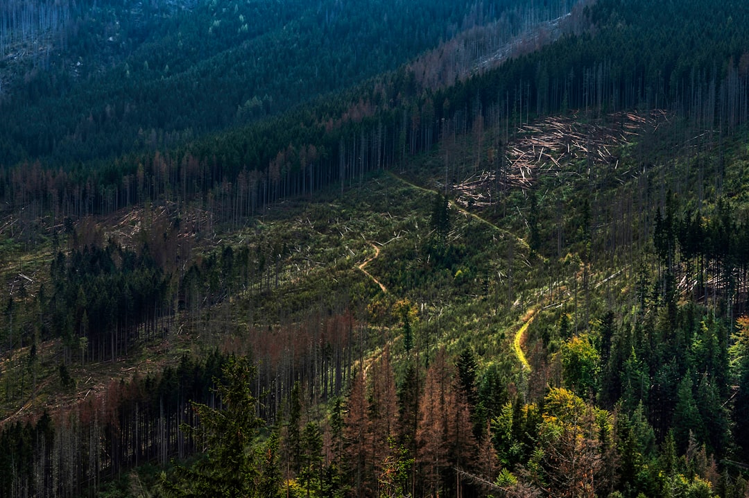 Tropical and subtropical coniferous forests photo spot Dolina Olczyska Stryszawa