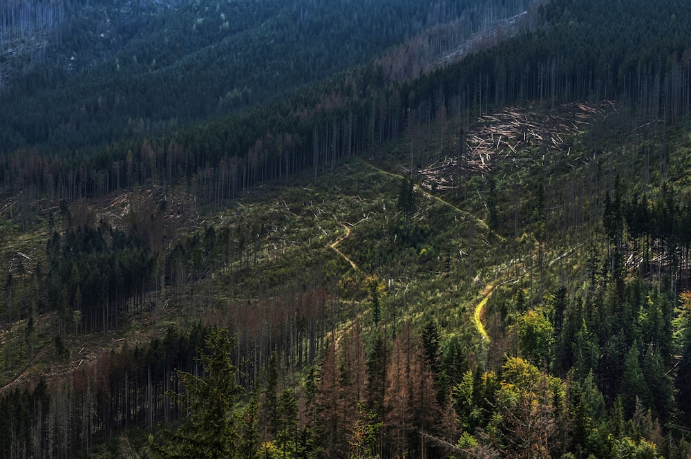 aerial photography of forest