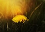 Dandelion (Taraxacum officinale)