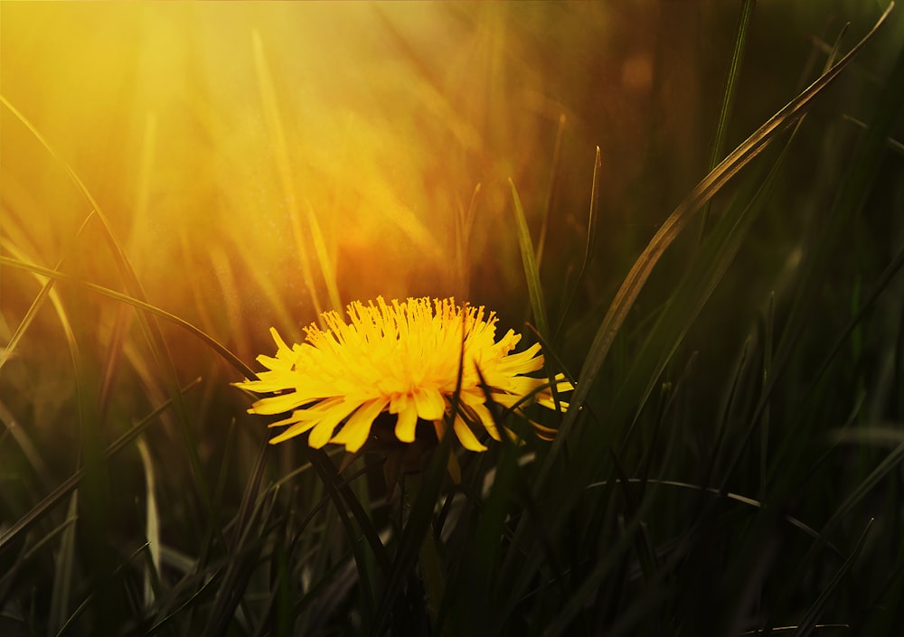 A close-up of a yellow dandelion batched in warm light