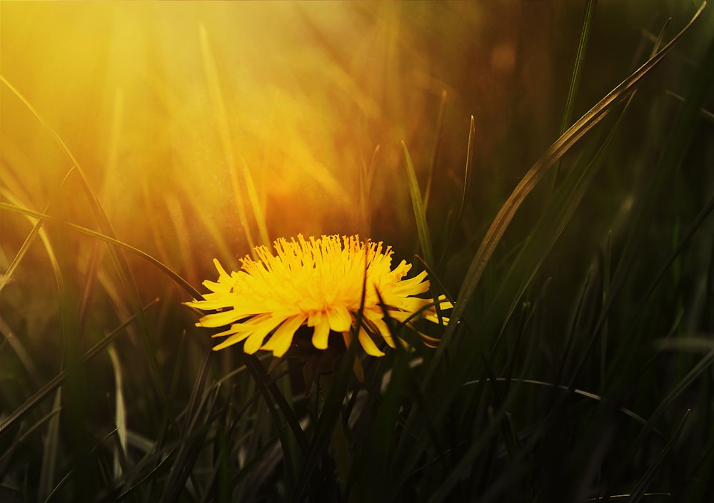 fleur à pétales jaunes sur l’herbe