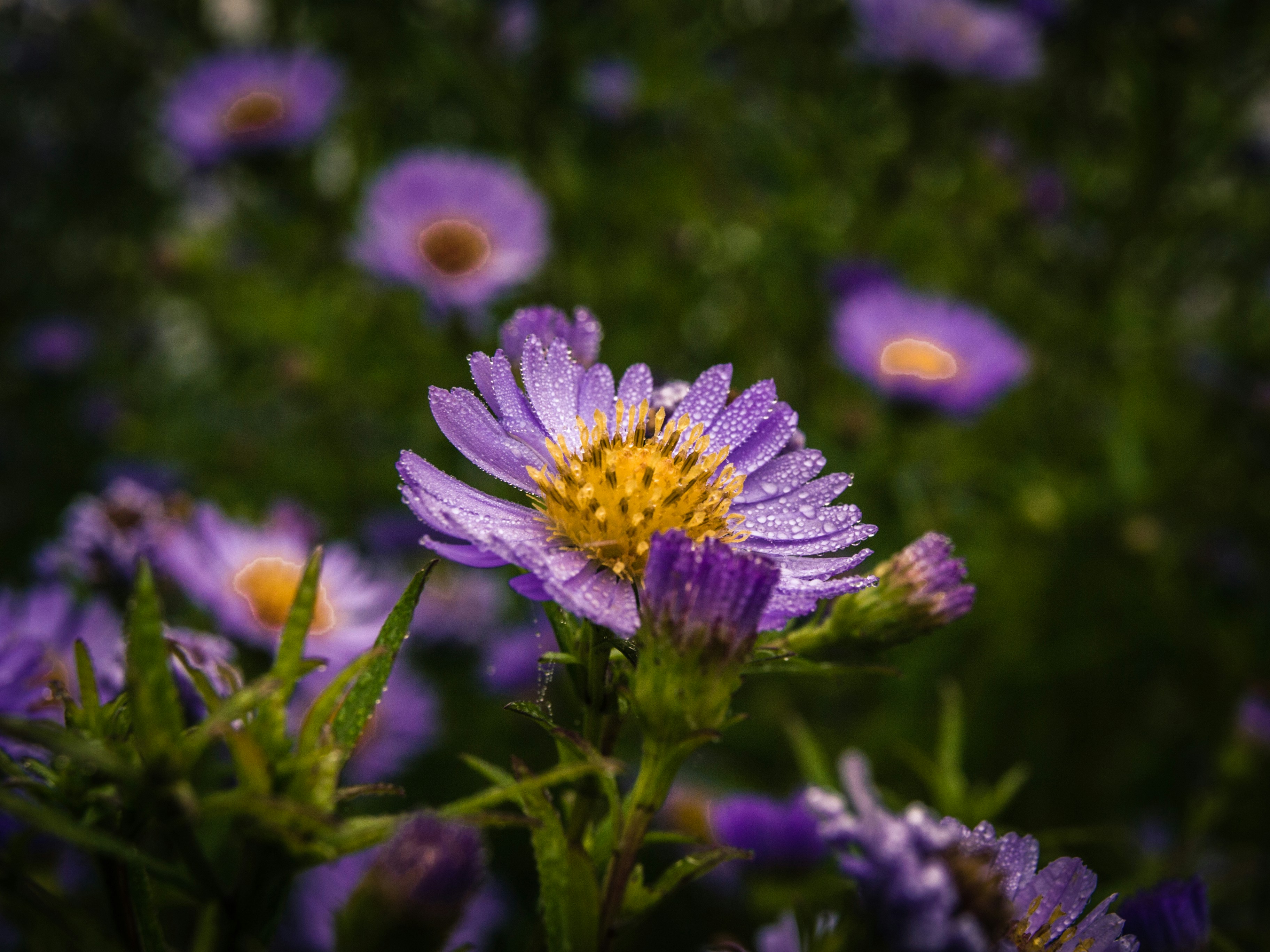 Free Unsplash photo from Simon Braga