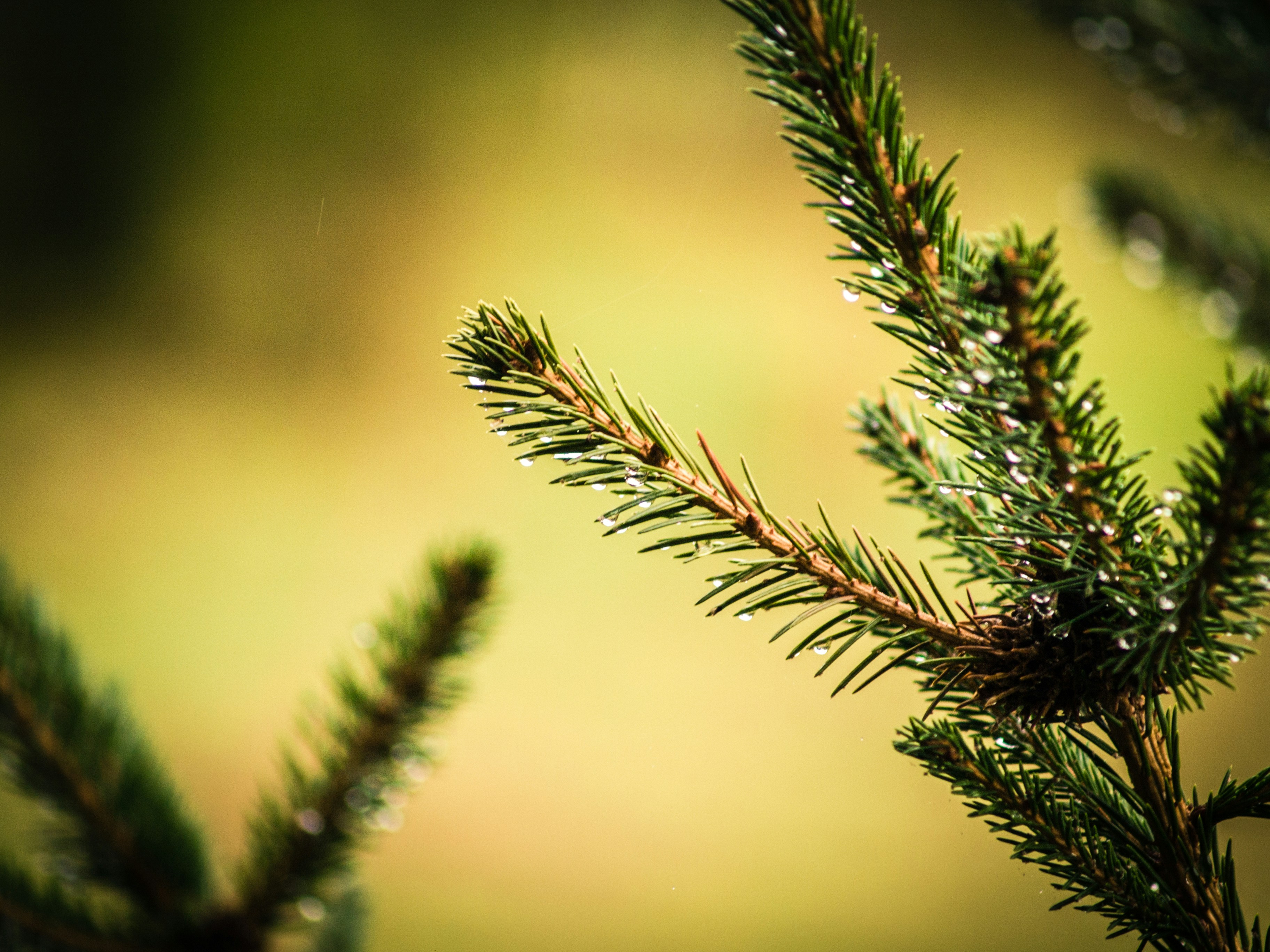 Free Unsplash photo from Simon Braga