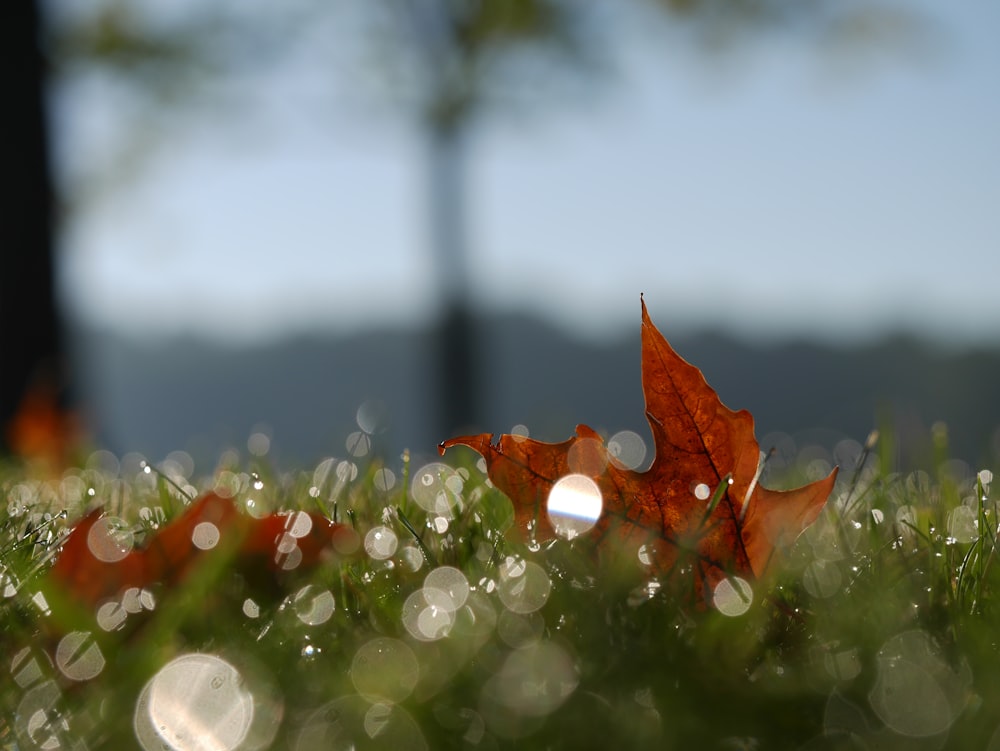 macro photography of maple leaf