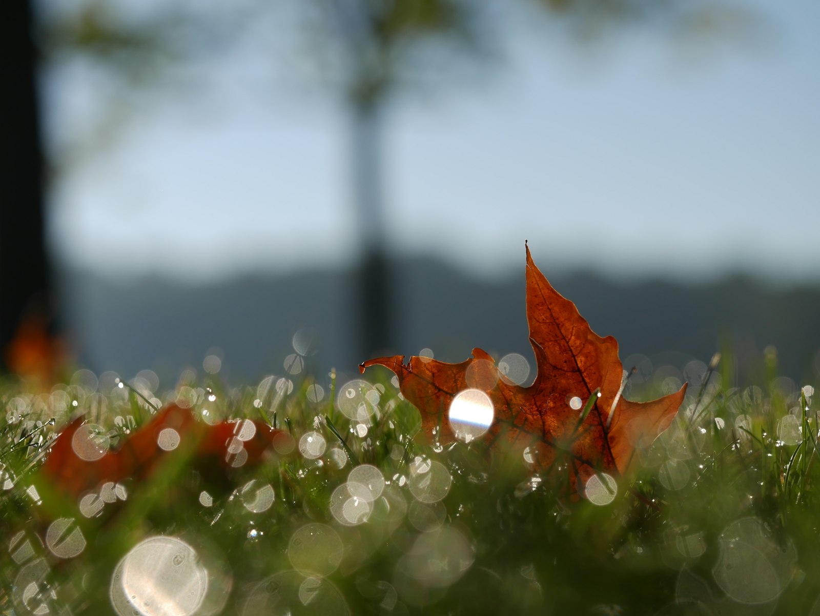 Olympus M.Zuiko Digital ED 60mm F2.8 Macro sample photo. Macro photography of maple photography