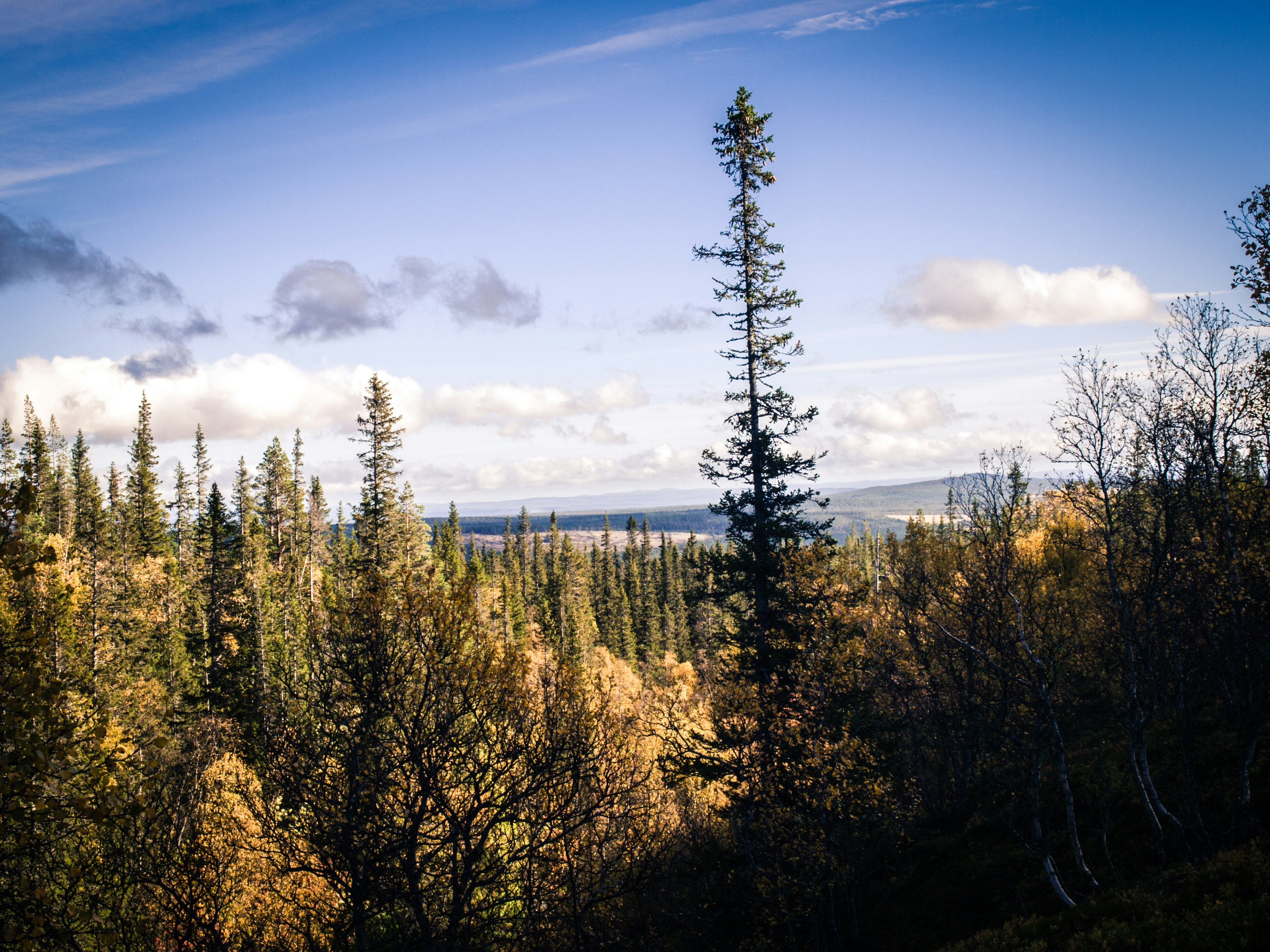 Free Unsplash photo from Simon Braga