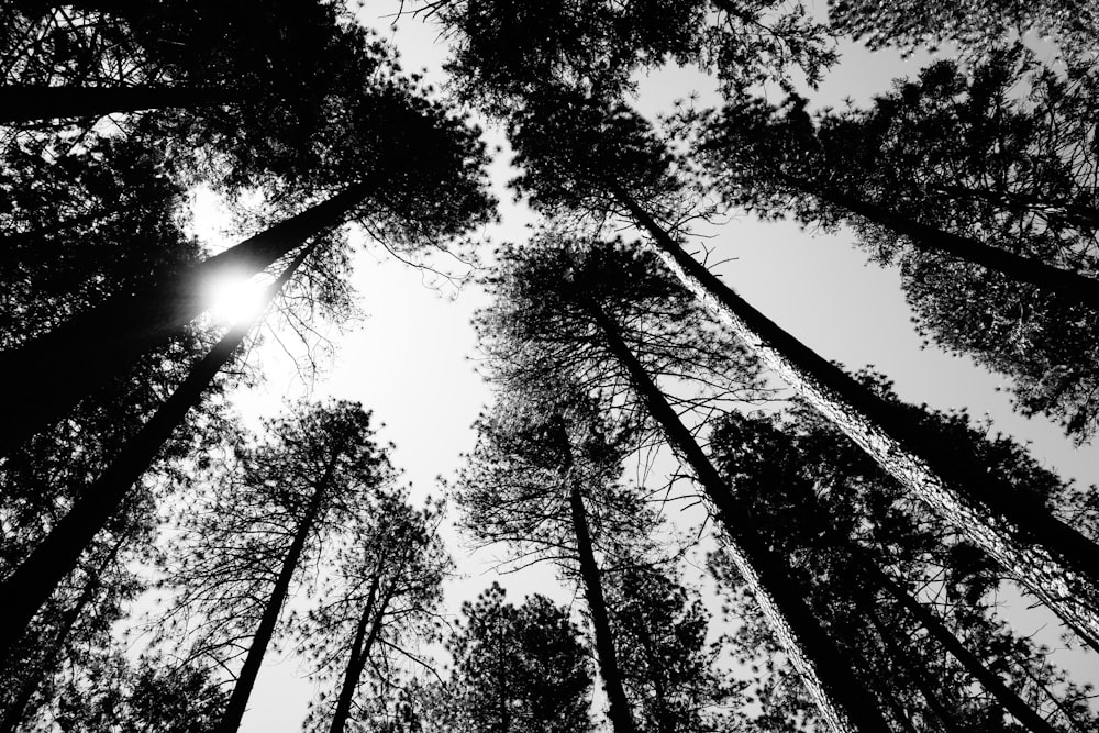 grayscale photo of trees under cloudy sky