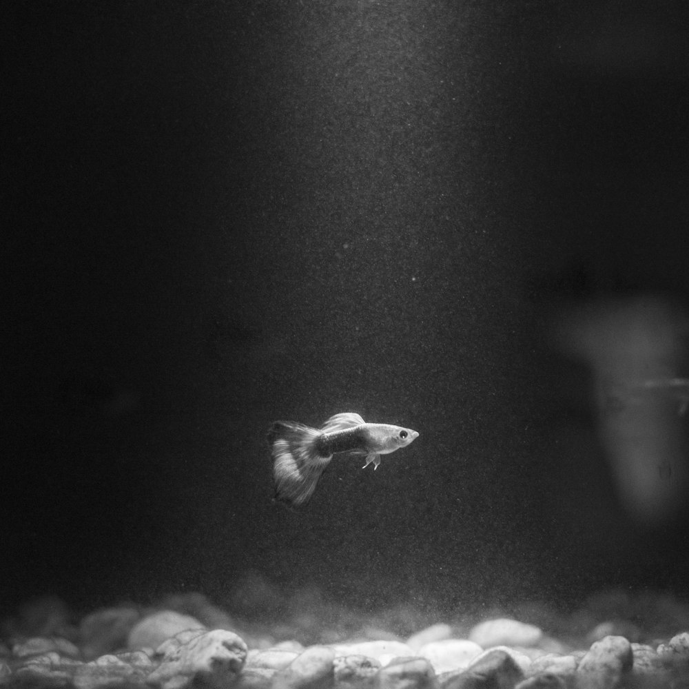 foto em tons de cinza de um peixe na água
