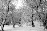 A black and white photograph of a grove featuring numerous olive trees with gnarled trunks and spreading branches. The trees are abundant with leaves, and the ground below them appears clear, suggesting a well-kept grove. The overall aspect is natural and serene.