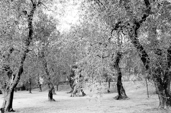 A black and white photograph of a grove featuring numerous olive trees with gnarled trunks and spreading branches. The trees are abundant with leaves, and the ground below them appears clear, suggesting a well-kept grove. The overall aspect is natural and serene.
