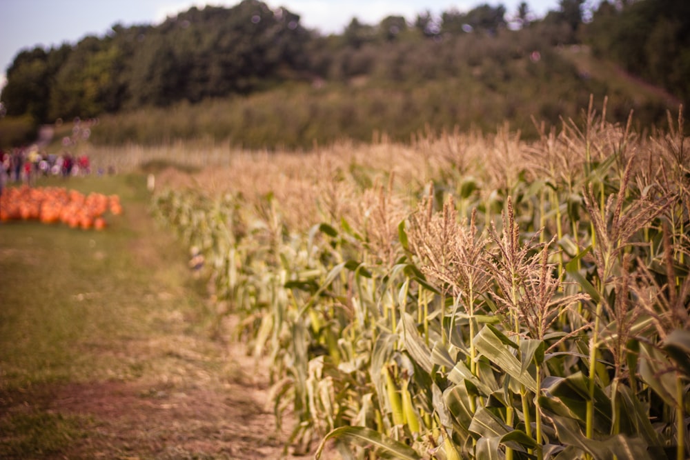 campo di mais durante il giorno