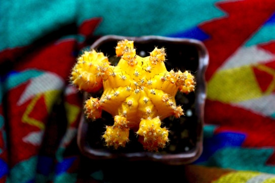 A vibrant yellow cactus with small spines sits in a pot against an abstract, colorful background featuring patterns in red, blue, green, and white.