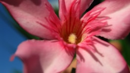 Close-up of a vibrant flower with soft focus background, highlighting detail.