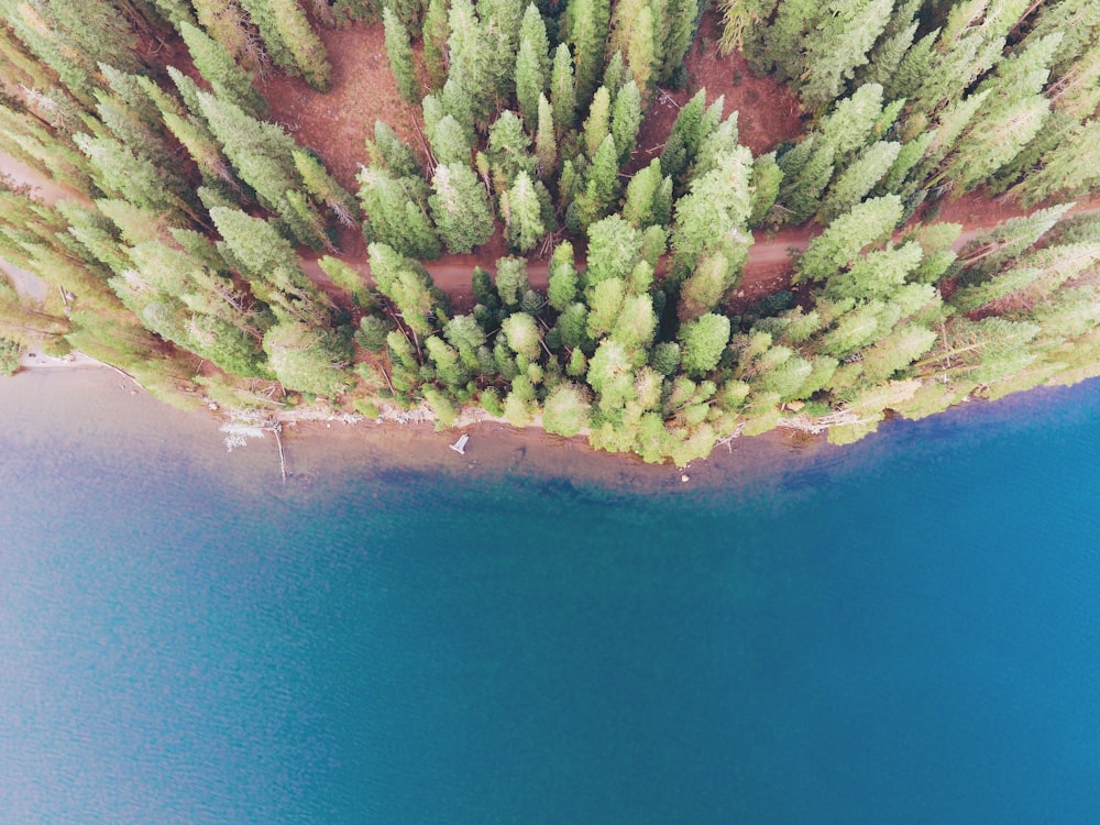 aerial photography of shore line and trees