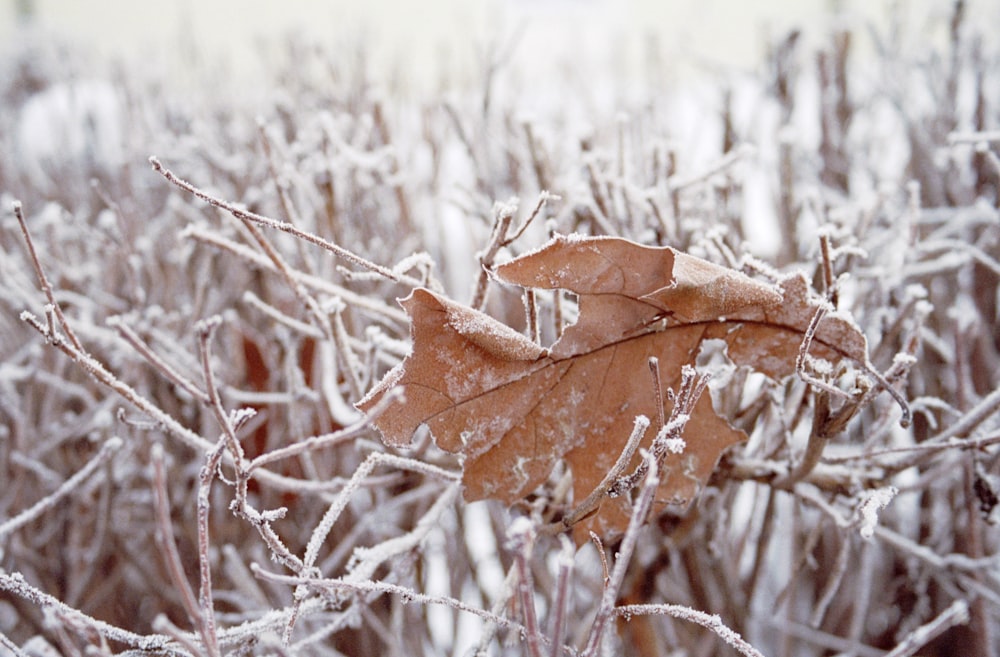 feuille brune séchée sur un arbre nu rempli de neige