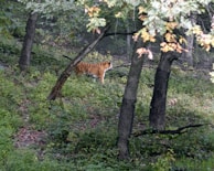 A tiger is walking through a lush, green forested area. Surrounding trees have dense foliage, and the ground is covered with grass and various plants. The background includes a mesh fence, suggesting an enclosed environment.