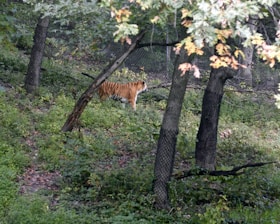 A tiger is walking through a lush, green forested area. Surrounding trees have dense foliage, and the ground is covered with grass and various plants. The background includes a mesh fence, suggesting an enclosed environment.