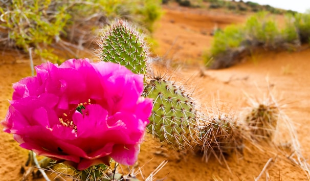 A vibrant close-up of a blooming desert cactus with pink flowers against a sandy southwestern backdrop.
