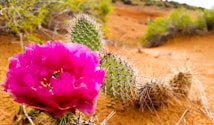 A vibrant pink cactus flower blooms against a backdrop of desert landscape. The spiky green cactus pads are prominent, with sandy orange soil and sparse green shrubs visible in the distance.