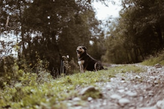 A calm dog receiving a soothing massage in a peaceful natural setting.