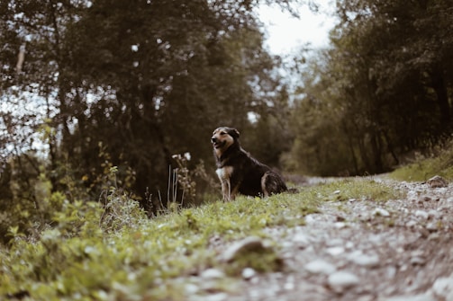 A calm dog receiving a soothing massage in a peaceful natural setting.