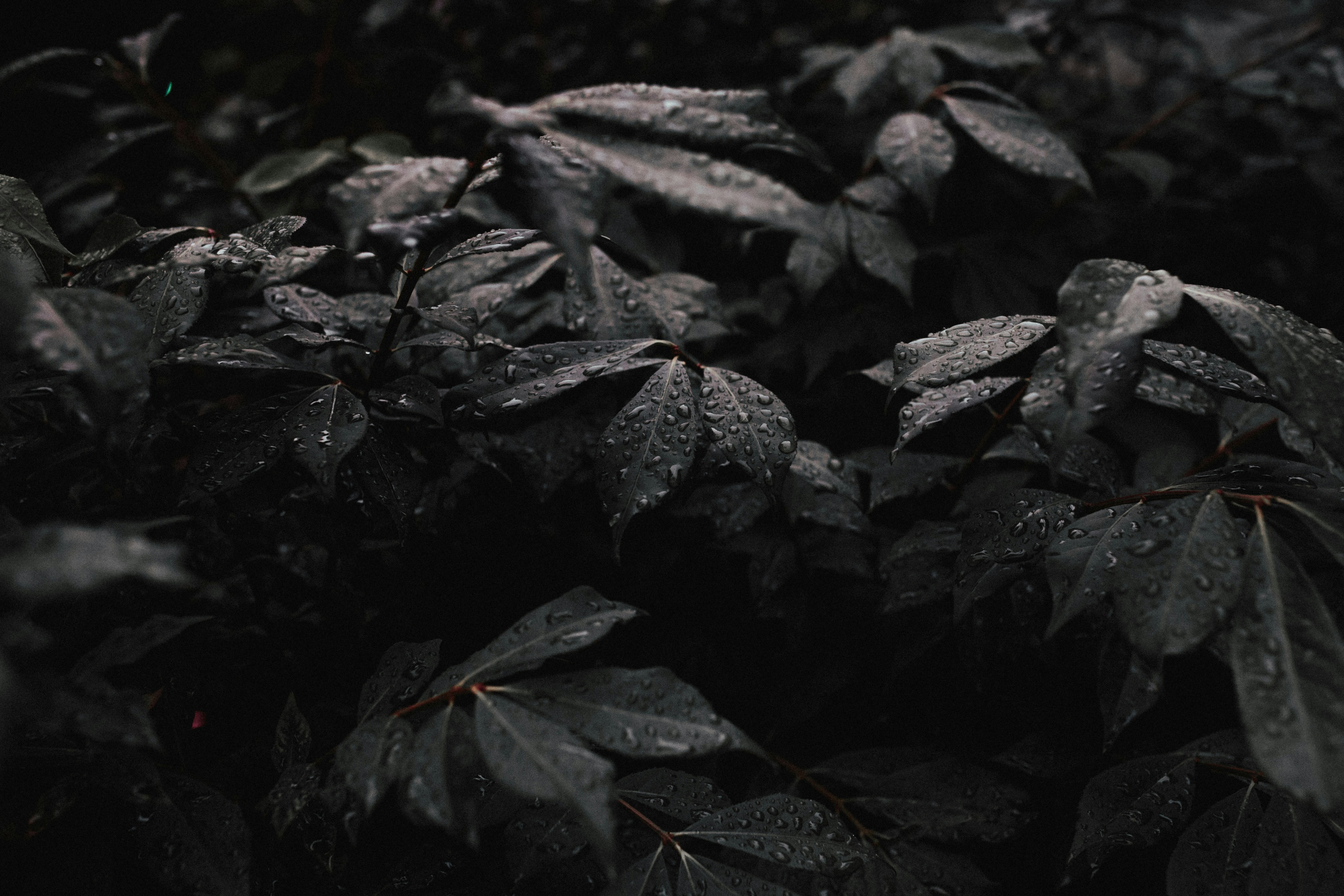 black leaf wallpaper