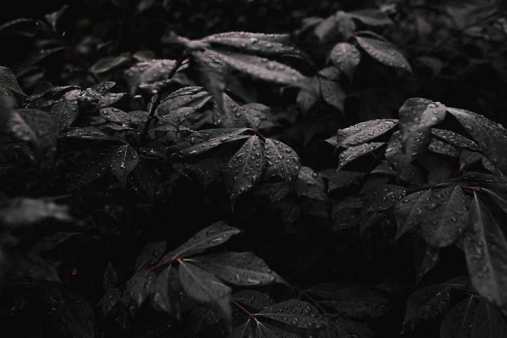 Photo en niveaux de gris de la plante